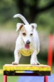 /album/agility/foceni-sbt-fcr-jrt-377-jpg/